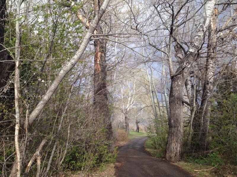 Spring - Trail with Two Trees